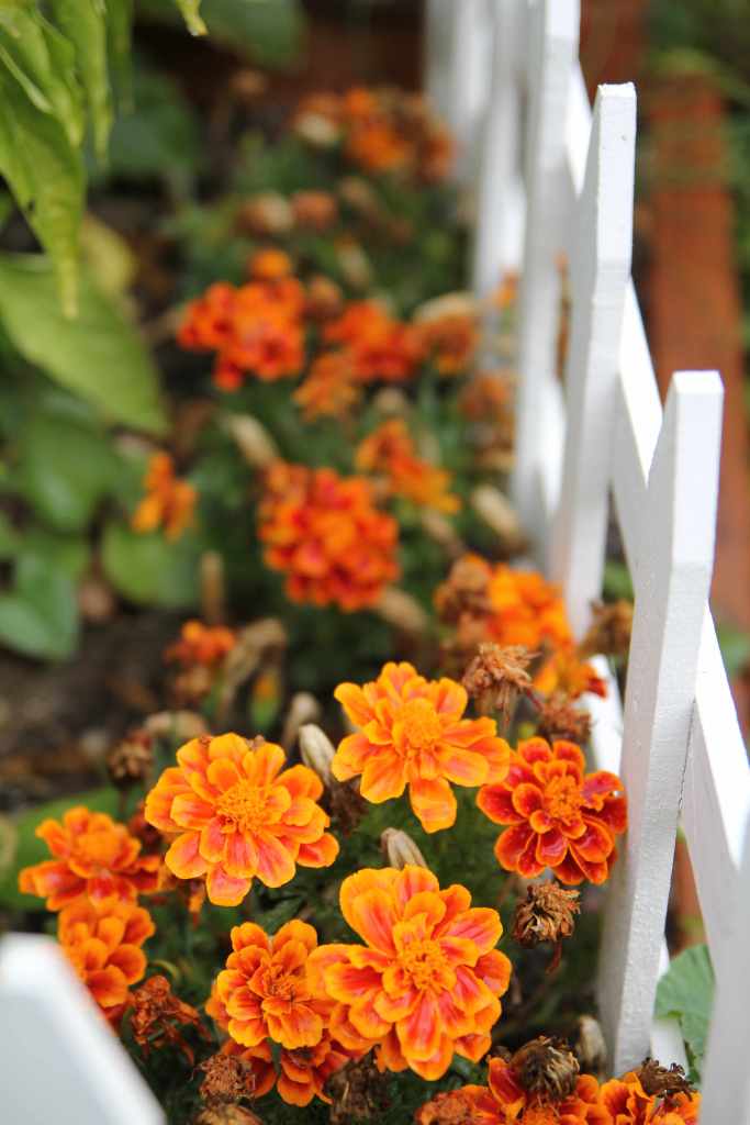 I love how, when all the plants start to die in the autumn, marigolds jump to life and BLOOM!